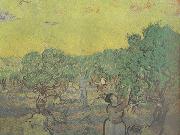 Vincent Van Gogh Olive Grove with Picking Figures (nn04) Germany oil painting reproduction